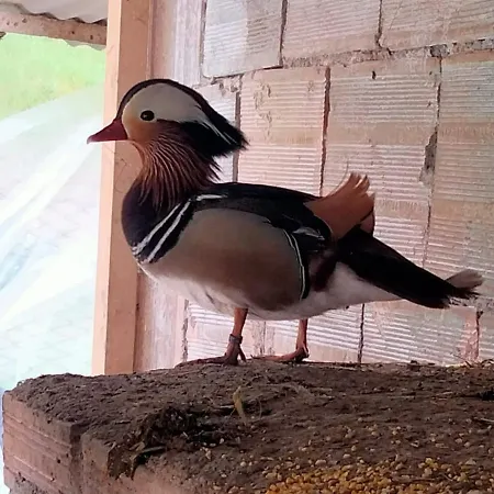 Cottoni Natural Space Valtopina