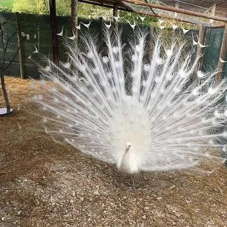 Cottoni Natural Space Apartamento *