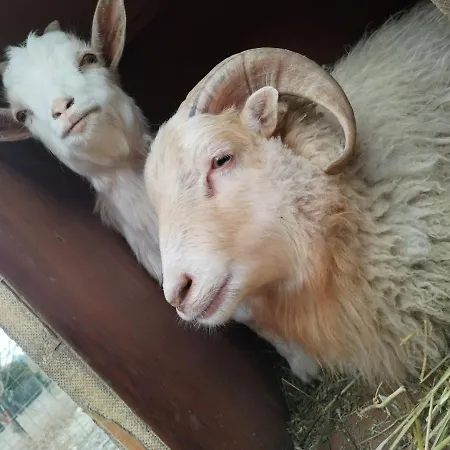 Cottoni Natural Space