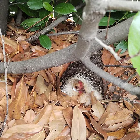 Cottoni Natural Space *