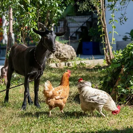 Cottoni Natural Space Apartamento *