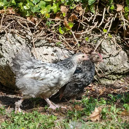 Cottoni Natural Space Apartamento *