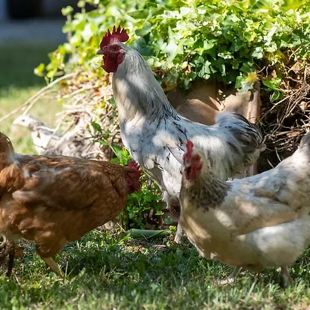 Cottoni Natural Space Valtopina