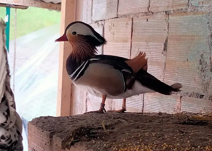 Cottoni Natural Space Valtopina