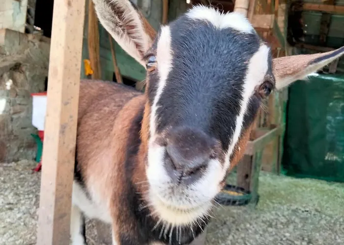 Cottoni Natural Space *