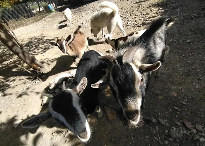 Cottoni Natural Space アパート *