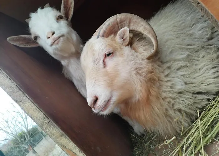 Cottoni Natural Space