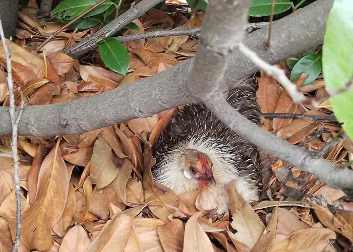 Cottoni Natural Space *