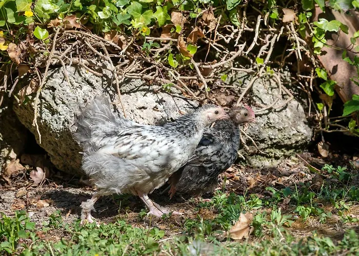 Cottoni Natural Space アパート *